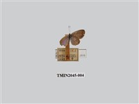 藏品(折列藍灰蝶)的圖片